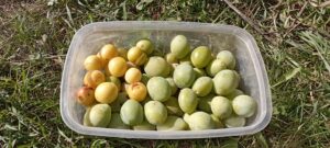 Prunes contre la constipation